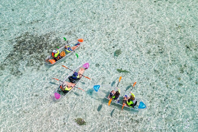 3HR Clear Kayak Mangrove and iguana island Tour in Leeward - Key highlights to know before you go