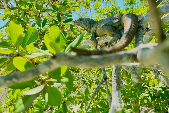 3HR Clear Kayak Mangrove and iguana island Tour in Leeward - How much you really kayak (and why towing happens)