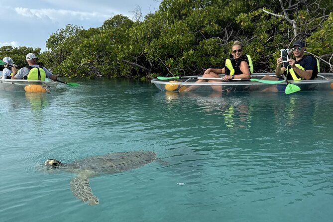 3hr Clear Kayak Tour of Mangroves, Marine Life and Iguanas - 5 Key Highlights of This Clear Kayak and Iguana Tour