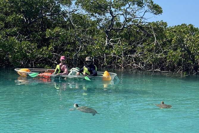 3hr Clear Kayak Tour of Mangroves, Marine Life and Iguanas - The Tranquil Beach Moment and the Rock Iguanas on Iguana Island