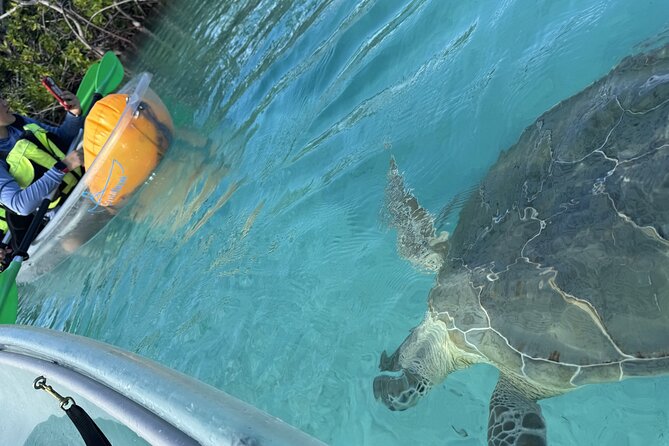 3hr Clear Kayak Tour of Mangroves, Marine Life and Iguanas - Included vs Not Included: What You’ll Need to Bring