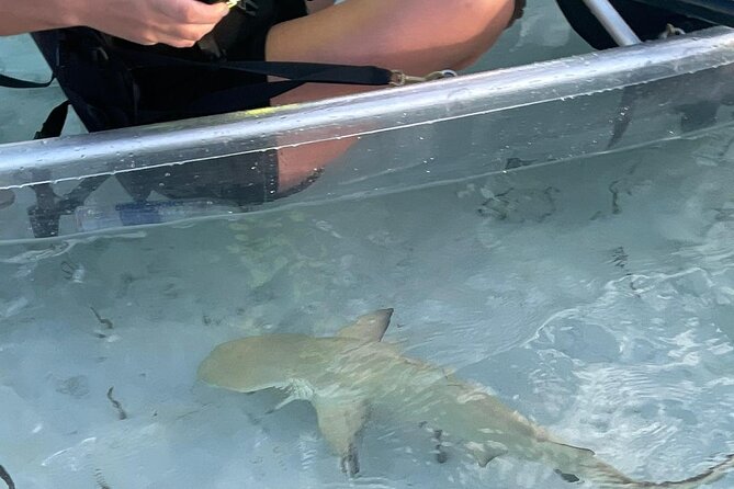 3hr Clear Kayak Tour of Mangroves, Marine Life and Iguanas - Getting Ready: What This 3-Hour Kayak Day Really Demands