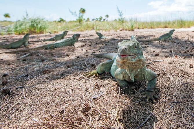 3HR Emerald reef snorkeling, iguana island and shipwreck tour - Iguana Island on Little Water Cay: wildlife time plus beach vibes