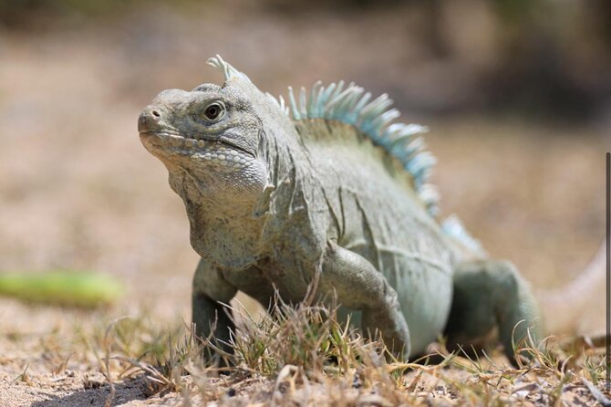 3HR Emerald reef snorkeling, iguana island and shipwreck tour - Price, transportation, and the real value question