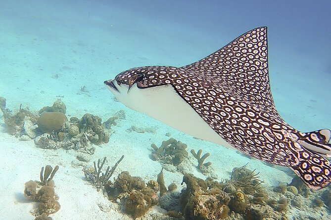 4 Hour Private Catamaran Sail and Snorkel from Grace Bay Beach, Providenciales - The sail: dolphins, rays, turtles, and those bow nets