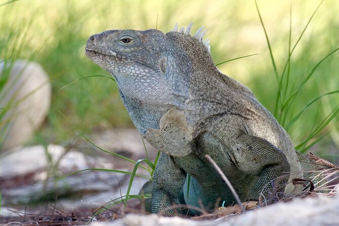 4 Hour Private Catamaran Sail and Snorkel from Grace Bay Beach, Providenciales - Stop 3, Little Water Cay: choose-your-weather iguana time