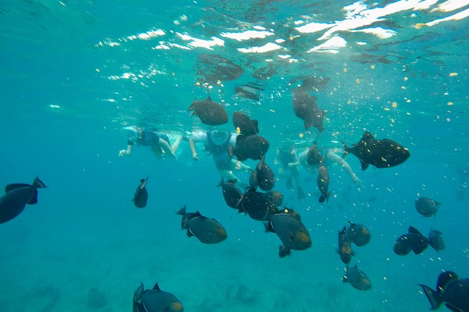4hour Group Half Day Snorkeling Excursion in Grace Bay - Grace Bay catamaran snorkeling that feels made for short attention spans