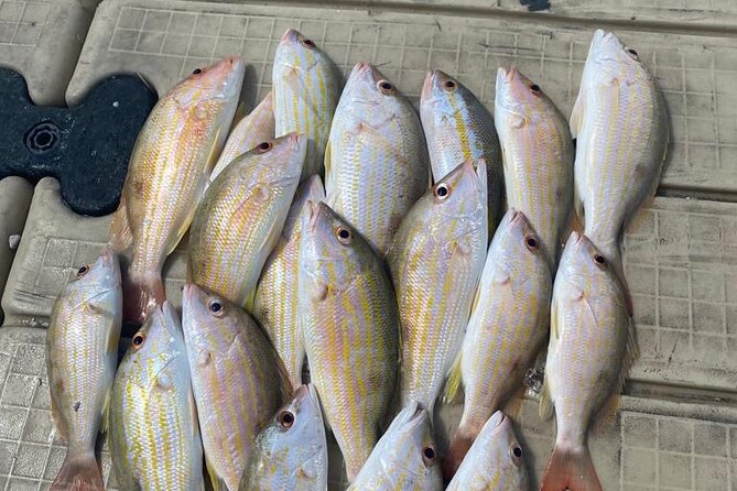4HR-Halfday Private Fishing Tour in Gracebay - Private up to 12: what that really changes for your day