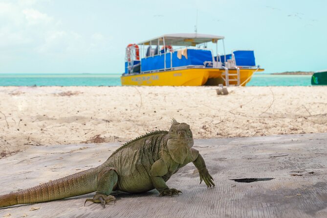 Afternoon Half Day Cruise from Providenciales with Snorkeling and Iguana Island - Why a 4-Hour Snorkel and Iguana Island Combo Works at 1:30 pm