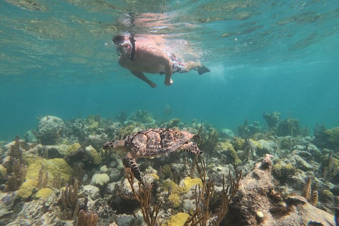 Afternoon Half Day Cruise from Providenciales with Snorkeling and Iguana Island - Getting From Alexandra Resort to the Beach Hut and Boat