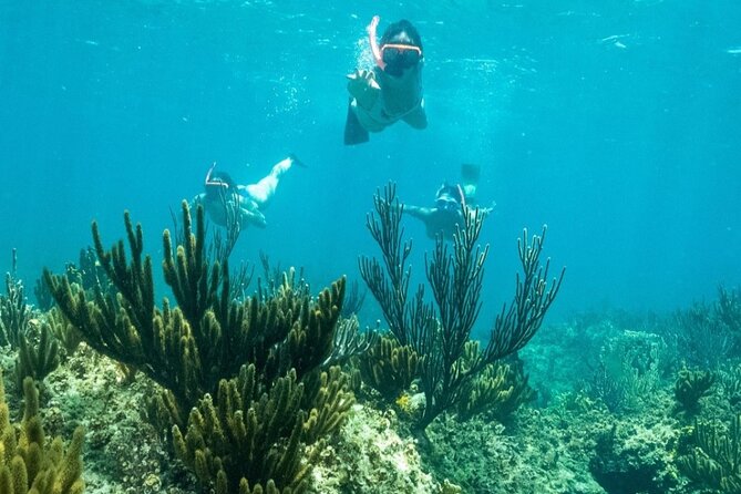 All Day Adventure with a Beach BBQ Feast from Providenciales - The Crew Factor: Jules, Michael, Rum Punch, and Jojo the Dolphin