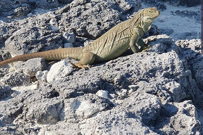Clear Bottom Kayaks Mangrove and Iguana Tour - Key takeaways before you go