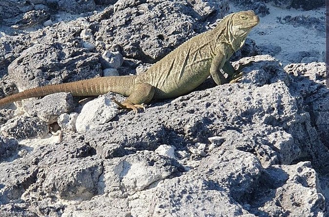 Clear Bottom Kayaks Mangrove and Iguana Tour - Who this clear kayak and iguana tour fits best