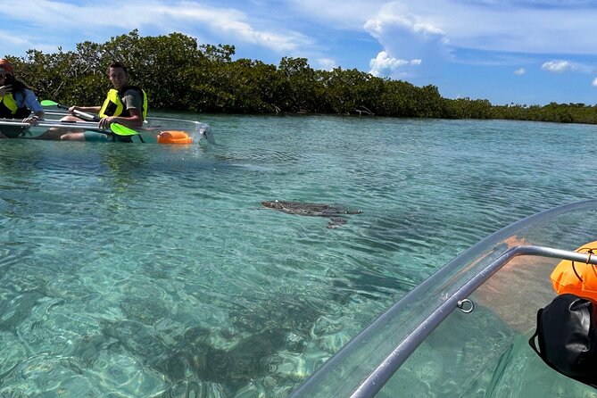 Clear Kayak Eco Tour Explore Mangroves and Meet the Turtles - Clear-bottom kayak value: what you are really paying for at $112