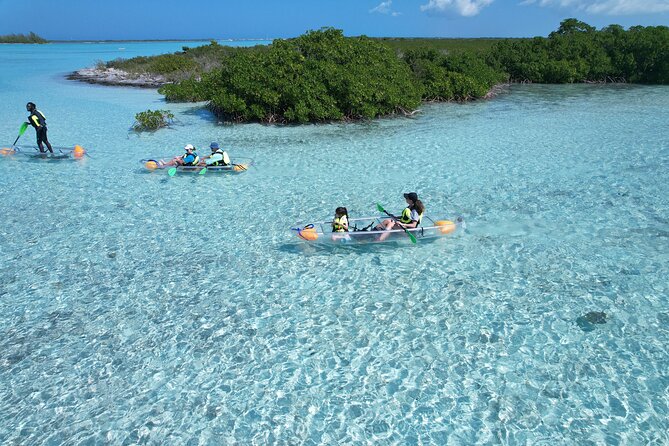 Clear Kayak Eco Tour Explore Mangroves and Meet the Turtles - Best timing and conditions for mangrove wildlife viewing