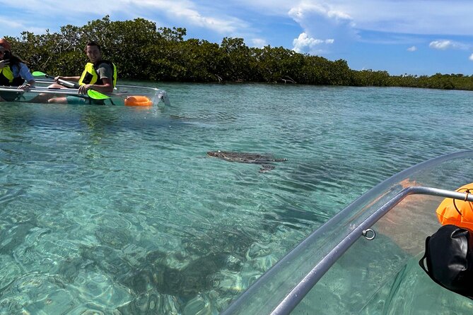 Clear Kayak Eco Tour Explore Mangroves and Meet the Turtles - The core experience at Mangrove Cay, and what you should expect to see