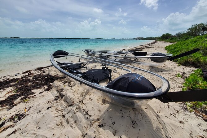 Clear Kayak Mangrove Eco Tour - Quick hits before you go