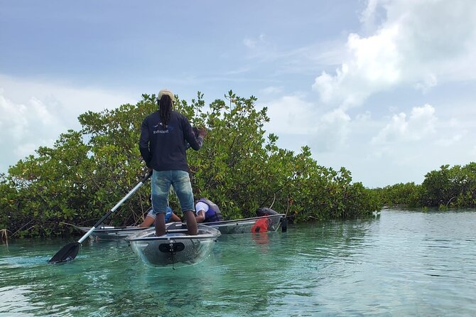 Clear Kayak Mangrove Eco Tour - Wildlife You Can Actually Look For in the Mangroves