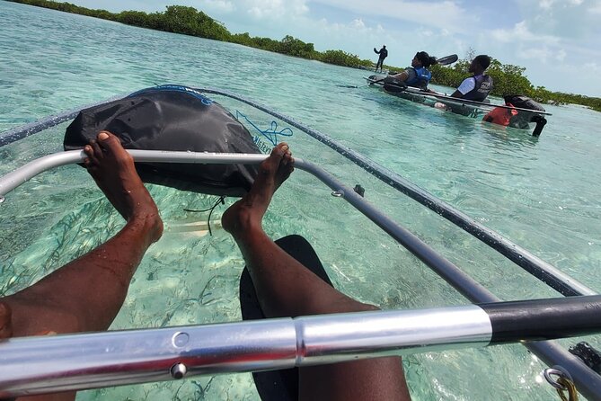 Clear Kayak Mangrove Eco Tour - Price and Value, $240 for Up to Two People on One Kayak