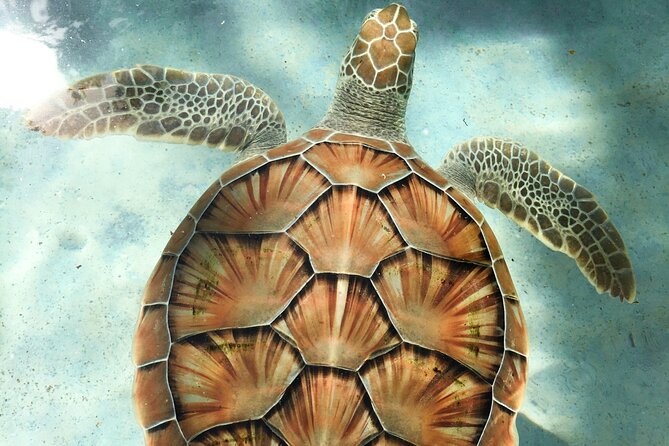 Clear Kayak Tour in Turks & Caicos Islands - Why a clear kayak over Mangrove Cay National Park feels different