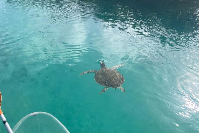Clear Kayak Tour in Turks & Caicos Islands - Who this is for, from first-timers to practiced paddlers
