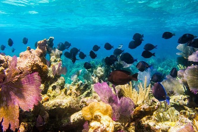 Exclusive Supreme Snorkeling Tour - Amazing Wall Snorkeling With Real Depth Theater