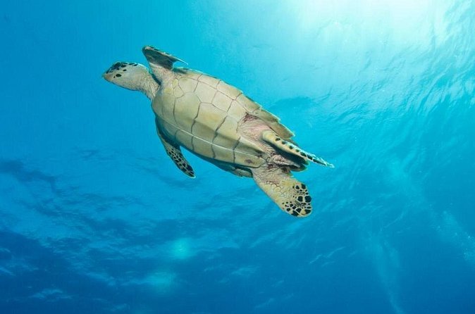Exclusive Supreme Snorkeling Tour - The Full 3.5-Hour Flow (and Where Your Time Really Goes)