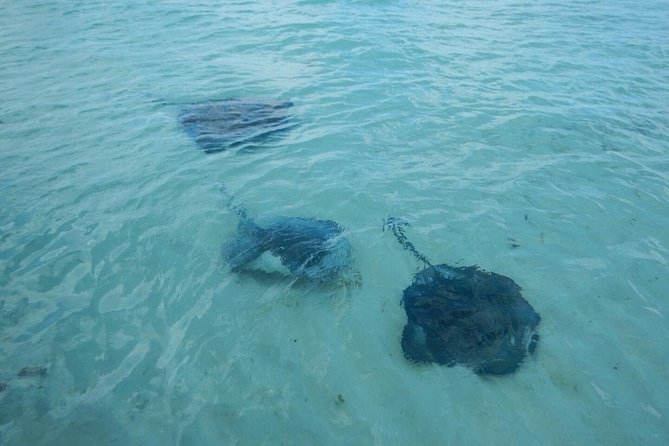 Exclusive Supreme Snorkeling Tour - Meet Point, Timing, and How to Avoid a Stress Spiral