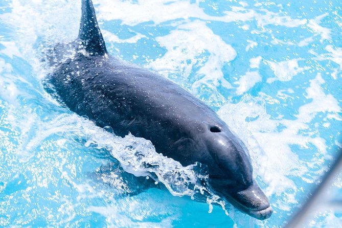 Full day 7hours- beach bbq, snorkel, Iguana island, half moon bay pine cay, Fun! - Snorkeling in Turks and Caicos waters, plus dolphin time in the route