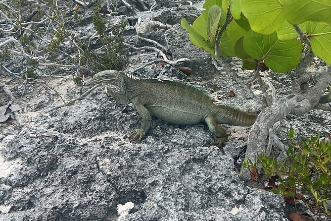 Full Day Private Charter Tour Turks and Caicos - Timing, pickup, and how the day stays flexible