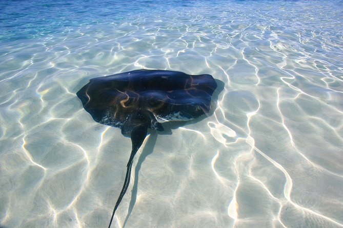Gibbs Cay Stingray and Conch Dive Adventure - Why This Grand Turk Stingray and Conch Trip Works So Well