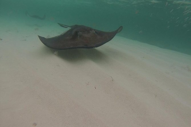 Gibbs Cay Stingray and Conch Dive Adventure - Price, What You Get, and What to Budget for