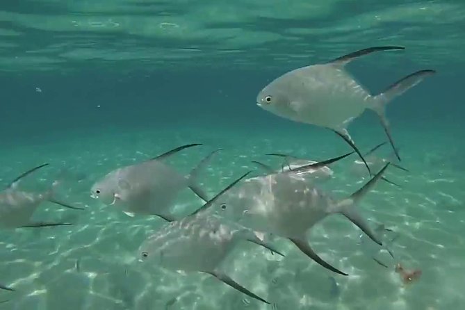 Grand Turk - Amazing Wall Snorkeling Tour - Gear, Swim Skill, and the Boat Ladder Requirement