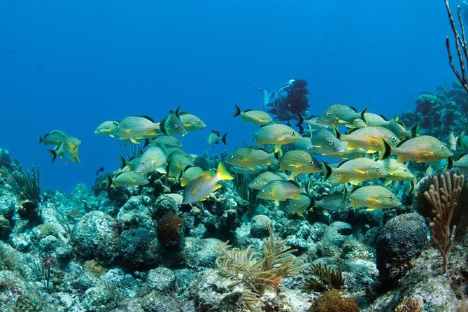 Grand Turk - Amazing Wall Snorkeling Tour - Price and Value: Is $103 a Good Deal?