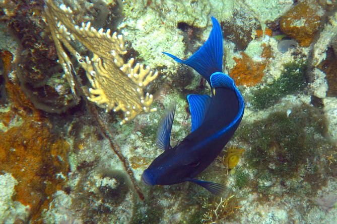 Grand Turk - Amazing Wall Snorkeling Tour - The Guided Snorkel on the Amazing Wall, What to Expect