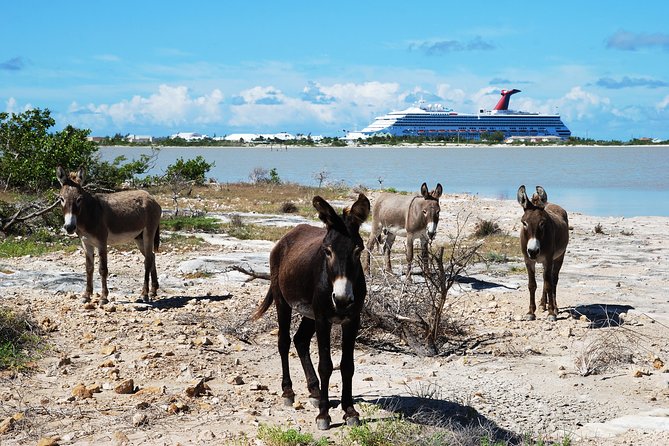 Grand Turk Historical Sightseeing Tour by Tram - Key Points You’ll Care About First