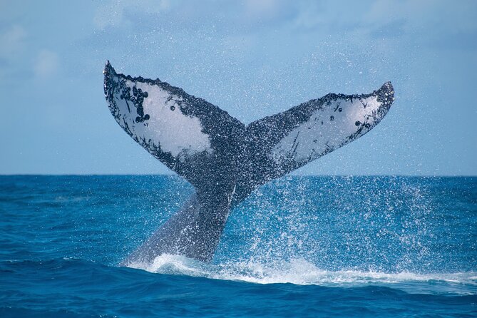 Grand Turk: Whale Watching - Key Things I’d Pay Attention To Before You Go