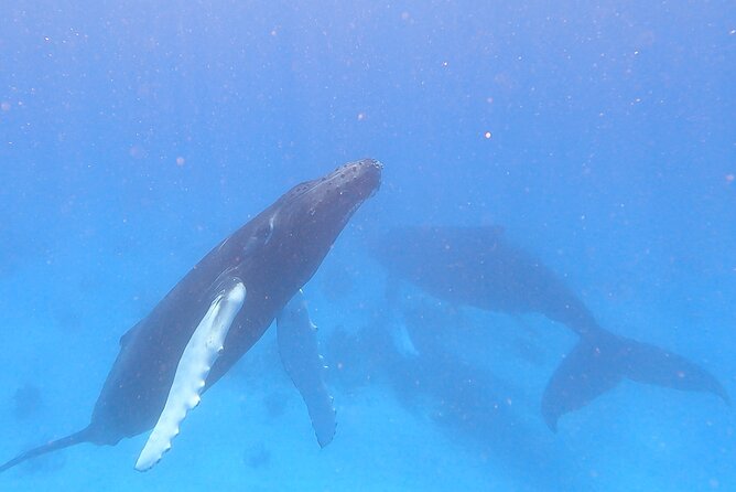 Grand Turk: Whale Watching - From Jack’s Shack Beach Bar to Your 3.5-Hour Boat Day