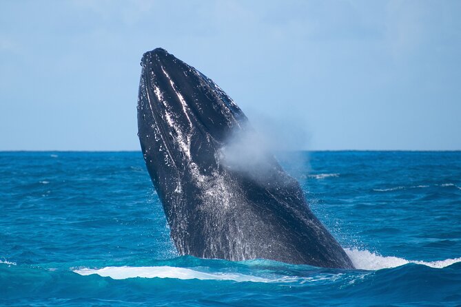 Grand Turk: Whale Watching - Finding Whales on the Silver Banks Route (and How the Captain Works)
