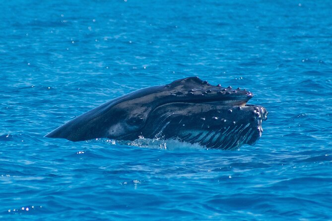Grand Turk: Whale Watching - What the Marine Biologist Helps You Notice