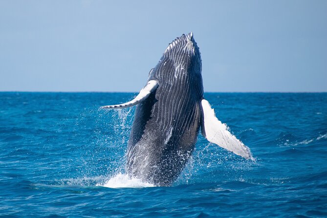 Grand Turk: Whale Watching - Price and Value: Is $200 a Good Deal for 3.5 Hours?