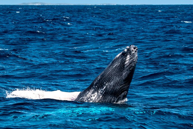 Grand Turk: Whale Watching - The Boat Setup: Elevated Fly-Bridge and Respectful Whale Viewing
