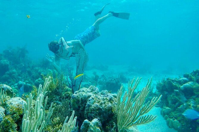 Group Reef, Beach and Sandbar Tour from Providenciales - Half Moon Bay and Iguana Island, the native rock iguanas moment