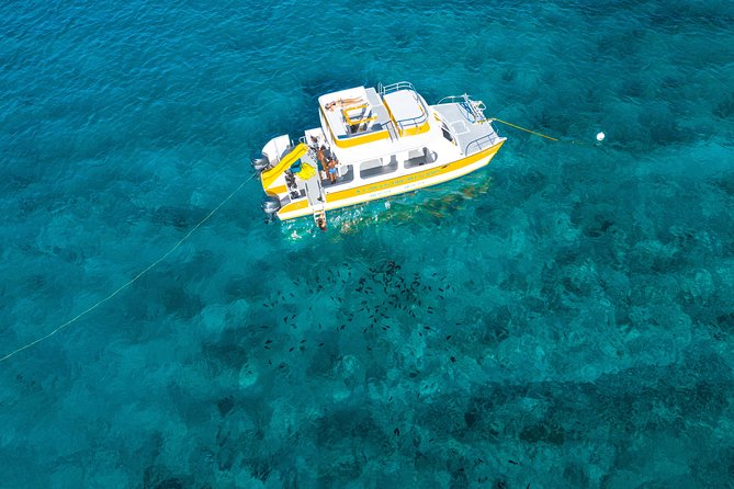 Half Day Private Boat Charter at Grace Bay, Providenciales - Wildlife spotting, plus the safety-minded side of a good crew