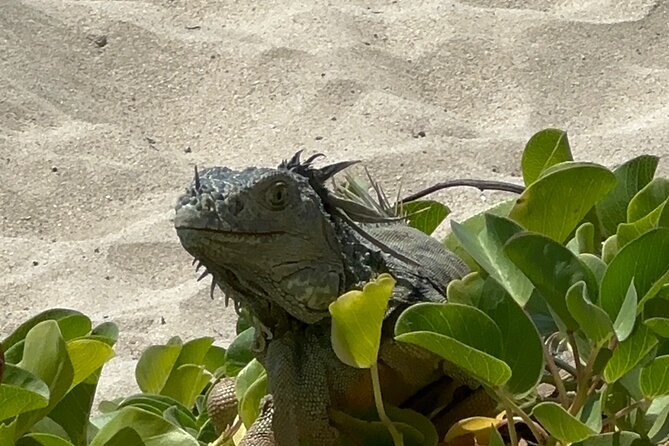 Half Day Private Sun and Snorkel exploring the Turks and Caicos - Price and Value: Is $1,599 Per Group Worth It?