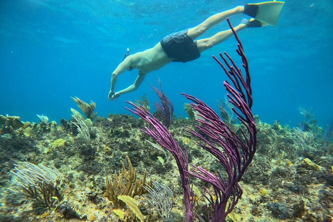 Half Day Snorkel from Providenciales with Visit to Half Moon Bay - Half Moon Bay and Little Water Cay (Iguana Island): Walk, Snorkel, Repeat