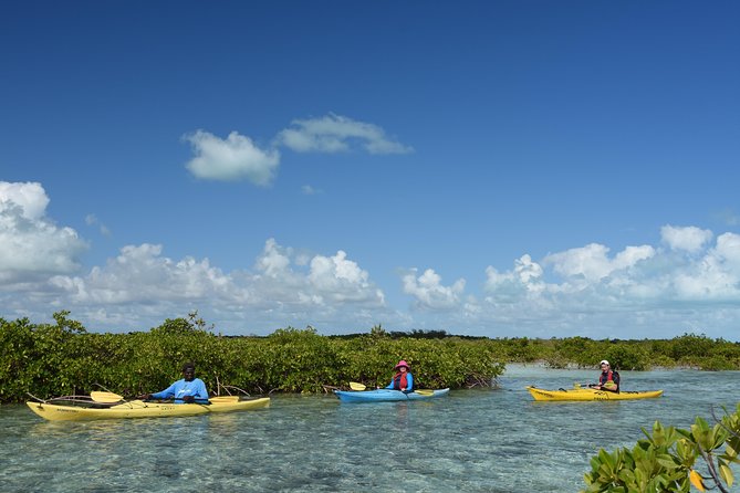 Kayak Eco Tour - Kayaking Turks and Caicos Mangroves: What Makes This Half-Day Special