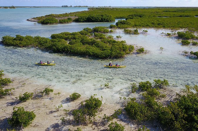 Kayak Eco Tour - Wildlife Viewing Chances: What to Look For in the Mangroves