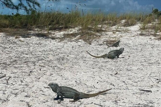 Let me take you to Caicos Jetski safari Private Tour - Why This Private Jetski Safari Feels Like Real Turks and Caicos Time