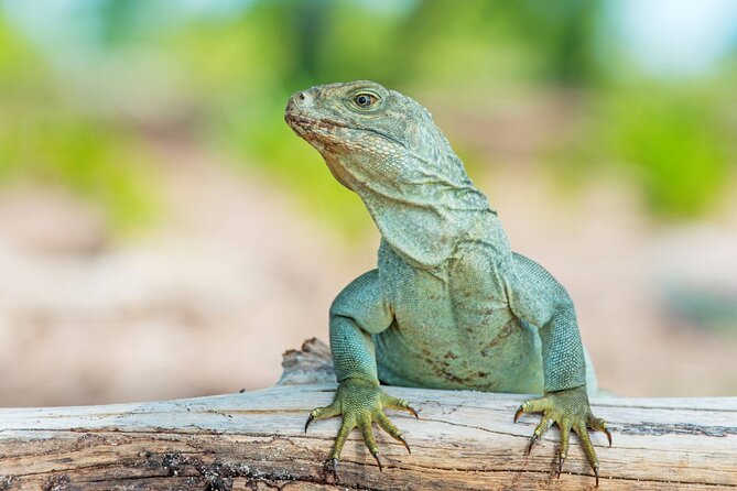 Mangrove Cay and Iguana Island Tours - Little Water Cay: White Sand, Boardwalk Access, and Rock Iguanas
